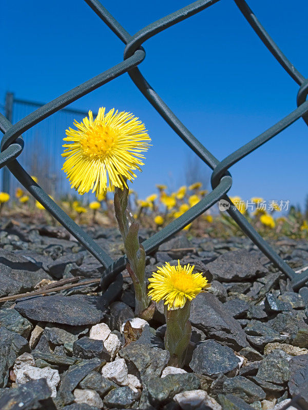 弹簧花:钶钽钽(Tussilago Farfara)